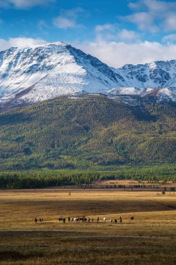 Kurai bozkırında sabah at sürüsü. Altai dağlarında sonbahar. Rusya