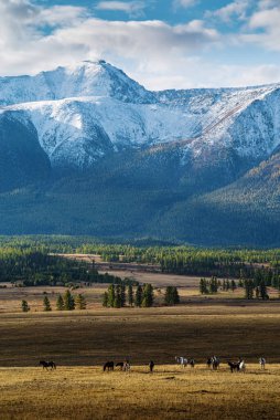 Kurai bozkırında sabah at sürüsü. Altai dağlarında sonbahar. Rusya