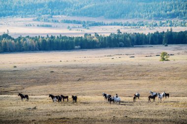 Kurai bozkırında otlayan at sürüsü. Kosh-Agachsky Bölgesi, Altai Cumhuriyeti, Rusya
