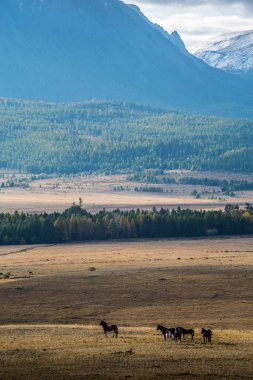 Kurai bozkırında sabah at sürüsü. Altai dağlarında sonbahar. Rusya