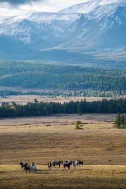 Kurai bozkırında sabah at sürüsü. Altai dağlarında sonbahar. Rusya