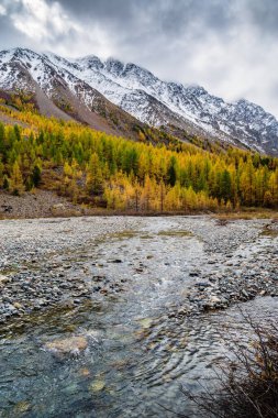 Aktru Nehri Vadisi 'nde sonbahar. Severo-Chuysky sırtı, Altai Cumhuriyeti, Rusya