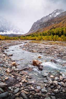 Aktru Nehri Vadisi 'nde sonbahar. Severo-Chuysky sırtı, Altai Cumhuriyeti, Rusya