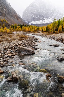 Aktru Nehri Vadisi 'nde sonbahar. Severo-Chuysky sırtı, Altai Cumhuriyeti, Rusya
