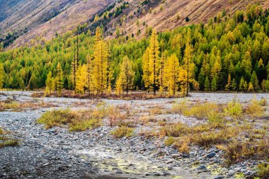 Aktru Nehri Vadisi 'nde sonbahar. Severo-Chuysky sırtı, Altai Cumhuriyeti, Rusya