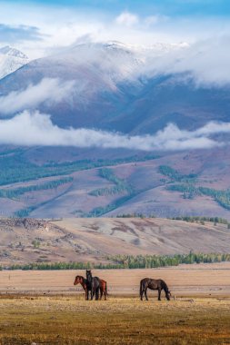 Atlar Kurai bozkırında otluyor. Hayvanlarla dolu sonbahar sabahı manzarası. Altai Cumhuriyeti, Rusya