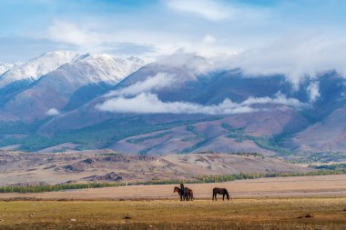 Atlar Kurai bozkırında otluyor. Hayvanlarla dolu sonbahar sabahı manzarası. Altai Cumhuriyeti, Rusya