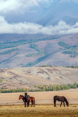 Atlar Kurai bozkırında otluyor. Hayvanlarla dolu sonbahar sabahı manzarası. Altai Cumhuriyeti, Rusya
