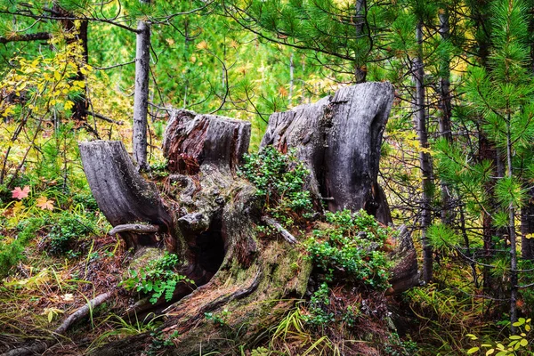 Vieux Tronc Mousse Dans Forêt Conifères Envahi Par Herbe Les — Photo