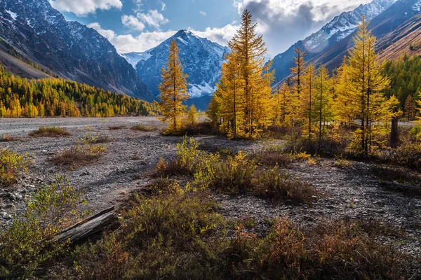 Valle Otoño Del Río Aktru Pie Los Glaciares Cordillera Chuysky — Foto de Stock