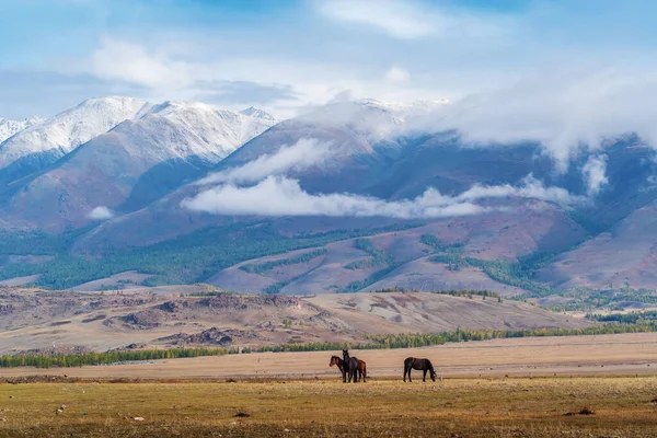 Horses Grazing Kurai Steppe Autumn Morning Landscape Animals Altai Republic — Stock Photo, Image