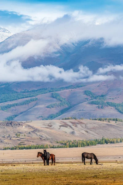Atlar Kurai bozkırında otluyor. Hayvanlarla dolu sonbahar sabahı manzarası. Altai Cumhuriyeti, Rusya