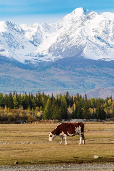 一头奶牛在北楚耶斯基山脚下的库拉伊草原上吃草 阿尔泰共和国 俄罗斯 — 图库照片