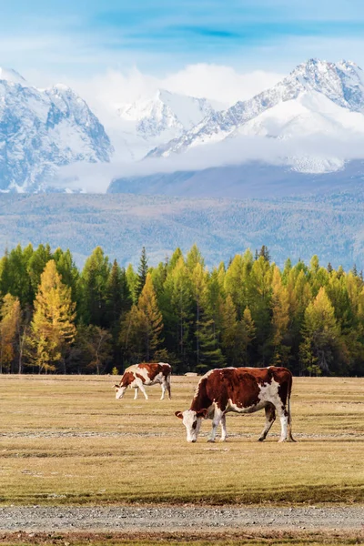 奶牛在北楚耶斯基山脚下的库拉伊草原上吃草 阿尔泰共和国 俄罗斯 — 图库照片