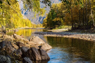 Chulyshman Nehri güneşli bir sonbahar sabahında. Ulagansky Bölgesi, Altai Cumhuriyeti, Rusya