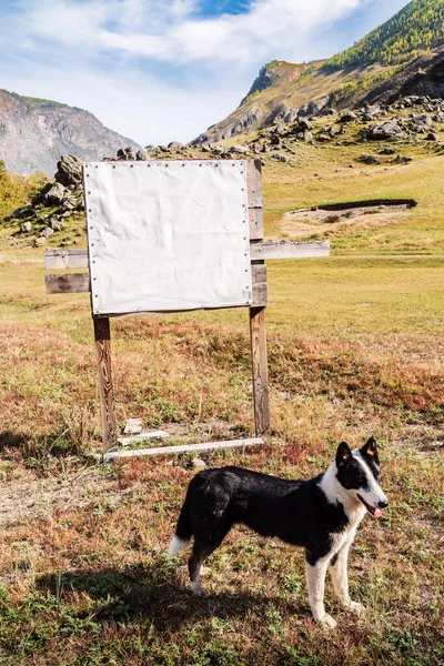 一条狗站在空荡荡的白色路边横幅旁边 俄罗斯 阿尔泰共和国 Ulagansky区 Chulyshman山谷 — 图库照片