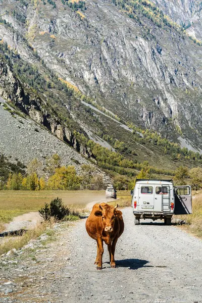 俄罗斯阿尔泰共和国Chulyshman Valley 2019年9月20日 Uaz越野车和一头奶牛在山谷的土路上 — 图库照片