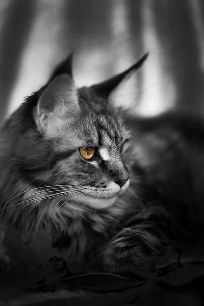 Cat Maine Coon — Stock Photo, Image