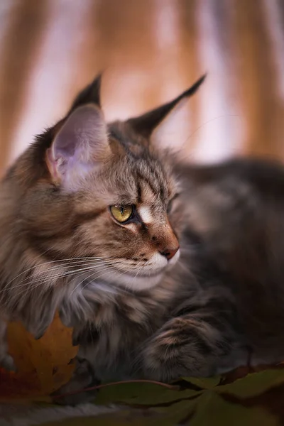 Cat Maine Coon — Stock fotografie