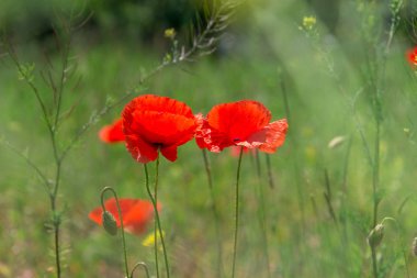 Wild poppies blooming in the field. Spring flowers.