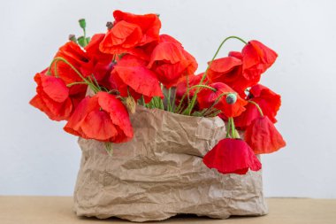 Hafif ahşap arka plan üzerinde çiçek açması vahşi haşhaş.