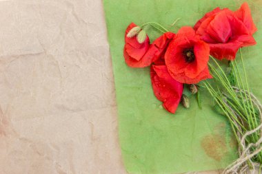 Hafif ahşap arka plan üzerinde çiçek açması vahşi haşhaş. 