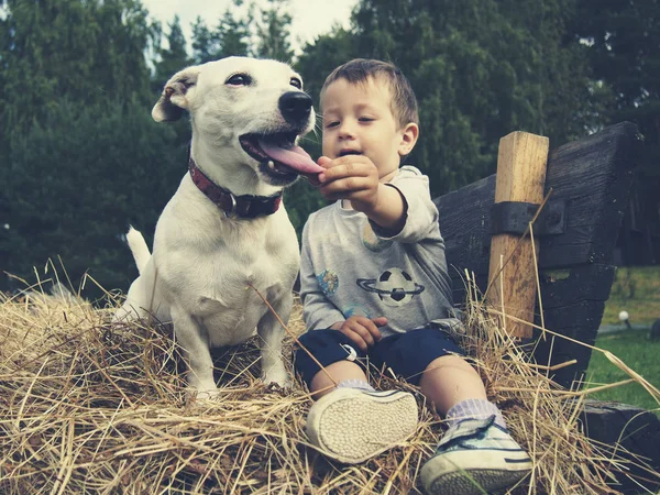 Jack Rassell Rapazinho Sentados Num Feno Criança Brincando Tocar Cães — Fotografia de Stock