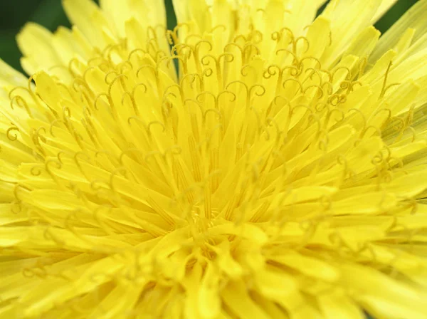 Close Dandelion Flower Macro Photo Natural Background Flower Abstract Texture — Stock Photo, Image