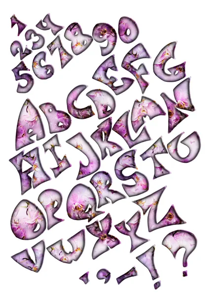 Lettres alphabet orchidée sur fond blanc — Photo