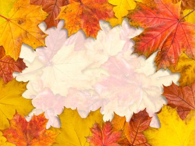 Çerçeve yapılmış parlak akçaağaç yaprakları.