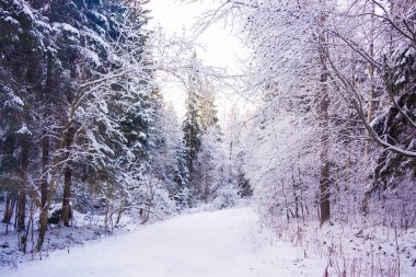 Mucize kış orman tarafından kar kaplı.