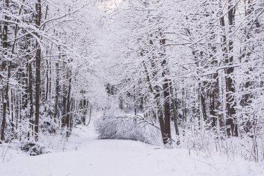 Mucize kış orman tarafından kar kaplı.