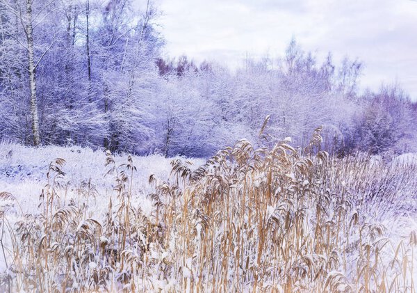 Чудесный зимний лес, покрытый снегом
.
