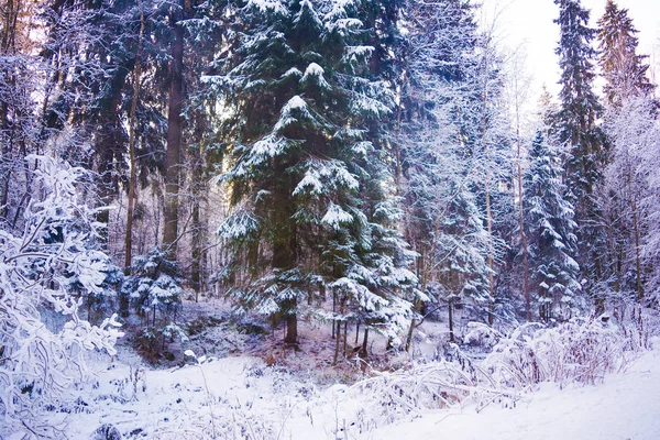 Forêt hivernale miraculeuse couverte de neige . — Photo