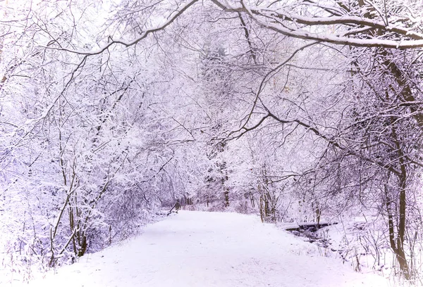 Θαύμα δάσος χειμώνα σκεπάζεται από τα χιόνια. — Φωτογραφία Αρχείου