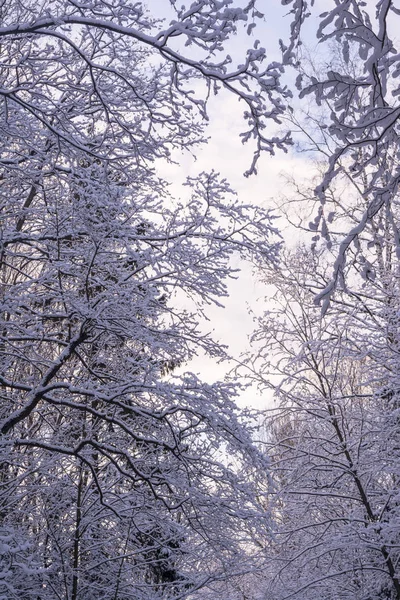 Güzel dalları mucize kış orman karda/EC.