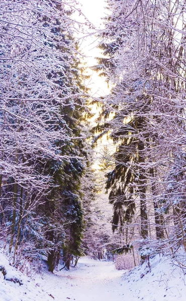 Milagro bosque de invierno cubierto de nieve . — Foto de Stock