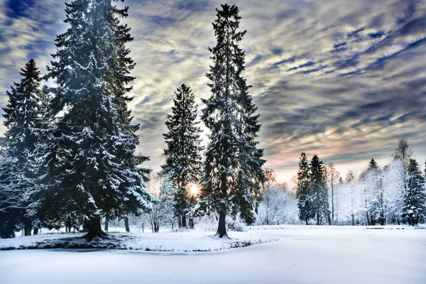 Wunder-Winterwald mit Schnee bedeckt. — Stockfoto