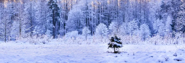 Μοναχικό μικρό έλατο σε φόντο δάσος του χειμώνα — Φωτογραφία Αρχείου