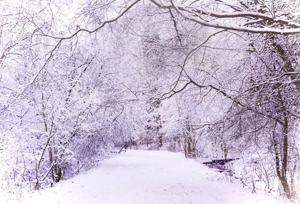 Milagro bosque de invierno cubierto de nieve . Fotos de stock libres de derechos