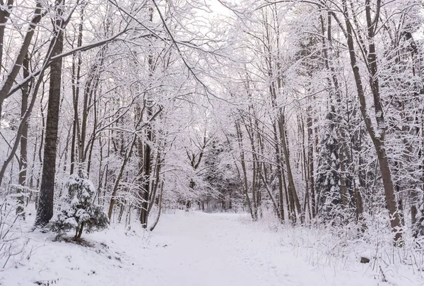 Θαύμα δάσος χειμώνα σκεπάζεται από τα χιόνια. Εικόνα Αρχείου
