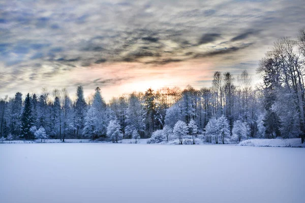 Milagro bosque de invierno cubierto de nieve . Imagen de stock