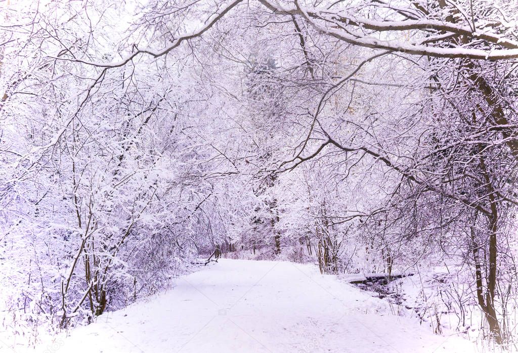 Miracle winter forest covered by snow.