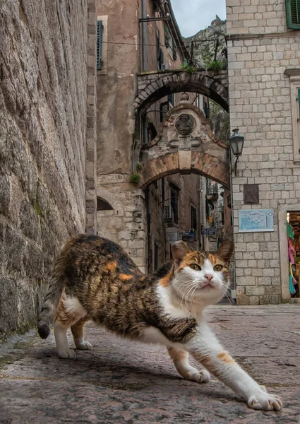 Lindo gato en el casco antiguo Kotor, Montenegro Imagen de stock