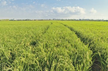 Valencia yakınındaki geniş pirinç ekimi. 