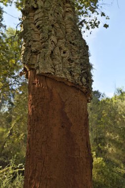 Ormanın içinde mantar ayıklamak için kesme