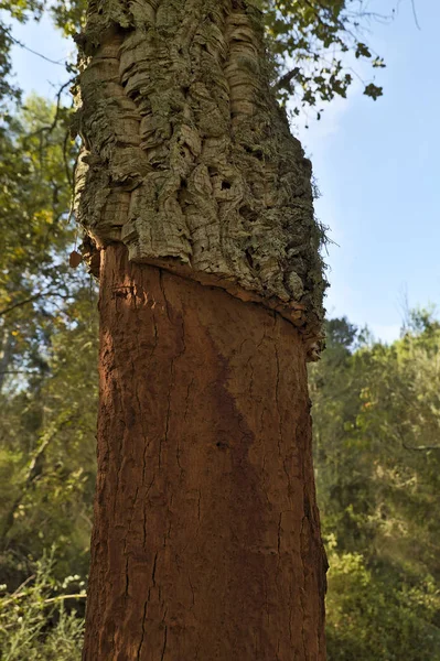 Ormanın içinde mantar ayıklamak için kesme