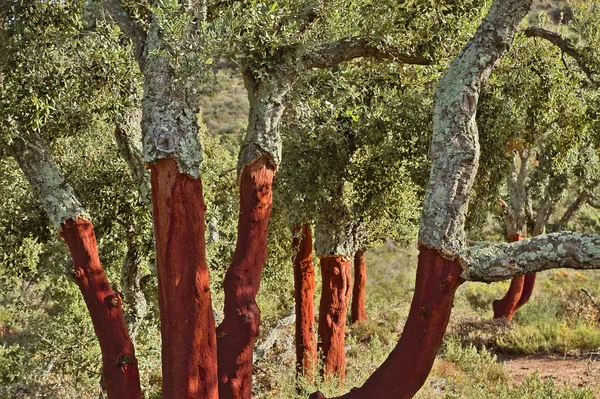 Mantar meşesi Sierra Calderona içinde. Castellon