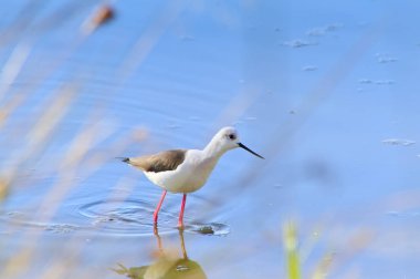 Valencia Albufera Gölü küçük leylek