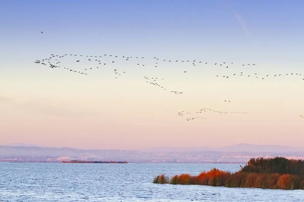 Valencia Albufera Gölü uçan kuşlar.